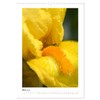 Iris, Flower of the Rainbow (Wall Calendar 2025 DIN A3