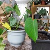 Doter Monstera Potting Soil 4qt - Premium Tropical Blend with