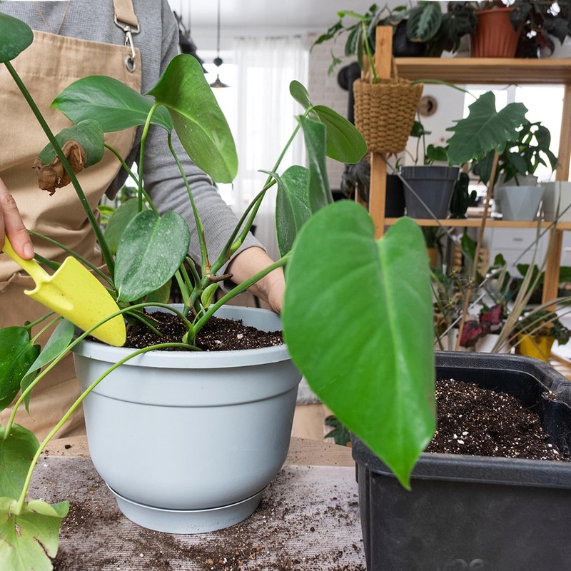 Doter Monstera Potting Soil 4qt - Premium Tropical Blend with