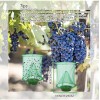 DKEP 8 Pack Ranch Fly Traps Outdoor Hanging Fly Trap