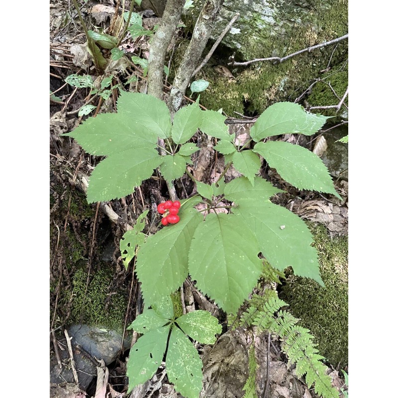 Wild American Ginseng Leaf Extract 1Fl Oz Dropper Bottle