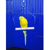 Penn-Plax Bird-Life Bird Swing for Cage | Natural Perch Stand