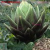 Treevale Green Globe Artichoke Seeds | NON-GMO - 40 Seeds No Tracking