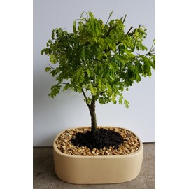 Indoorbonsaiandexotics brazilian raintree bonsai indoors