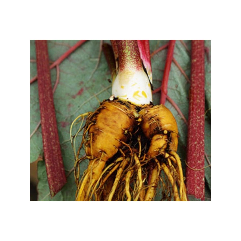 Nature Tea Rhubarb Root - Dried Rheum officinalis Root Granule