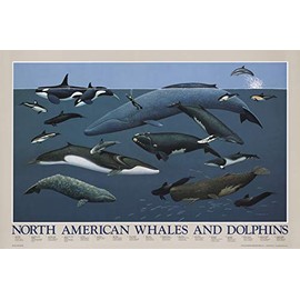Charting Nature North American Whales and Dolphins Poster