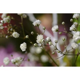 Set of 100 Gypsophila - Baby's Breath Annual Flower Seed Packets - Bulk Flower Seeds - Perfect for Creating Your Dream Garden! - Includes 25 Packets of Gypsophila - Baby's Breath