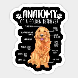 Anatome Golden Retriever Dog Sticker, Decal, Vinyl for car Bumper, Water Bottle, Note Book, Laptop, Window etc 5 inches Waterproof