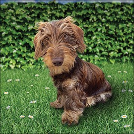 Ambiente Luncheon Napkin 33 x 33 cm with Toon Rough Haired Dachshund Motif 20 Pieces per Pack