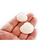 24 White Ark Shells Seashells (1"-1 1/2") Beach Wedding Hobby