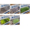 Coreman CA-02 Alkaline Shad #062 White Fish