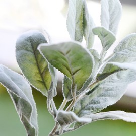 10pcs Faux Lambs Ear Stems Artificial Flocked Rabbit Ear Leaves Branches Fake Lambs Ear Leaves Floral Arrangement for Home Office Garden Wedding Party Decor