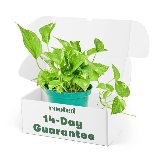 Golden Pothos - Epipremnum aureum | Live, Easy, and Beautiful