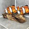 Clownfish On Driftwood Coral Reef Sculpture Rustic Tropical Sea Shoal