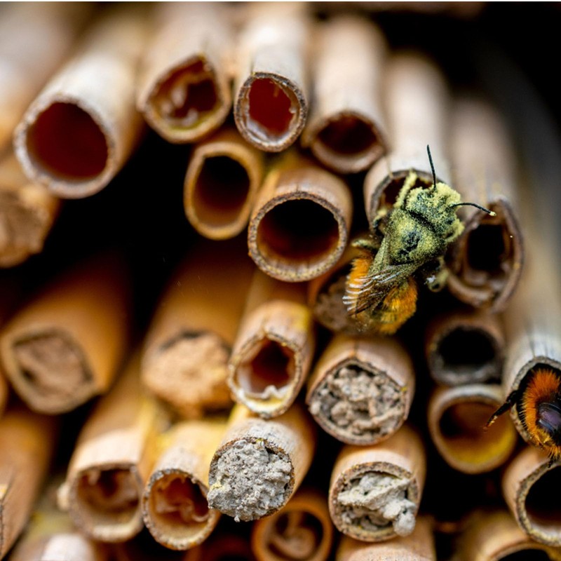 DOITOOL 100 PCS Reed Mason Bee Tubes 6 Inches, Mason