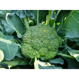 Waltham 29 Heirloom Broccoli Premium Seeds for Planting Packet