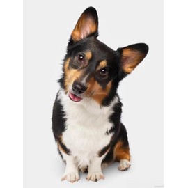 PUAGEMTI DIY 5D Diamond Art Painting Kits Black White Welsh Corgi Full Drill Round Diamond Art Paint by Number Kits for Beginners Gems Crystal Cross Stitch for Wall Decoration 30x40cm