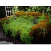 GARDENS OY VEY Fresh Sheet Moss. 3 to 5 lb.