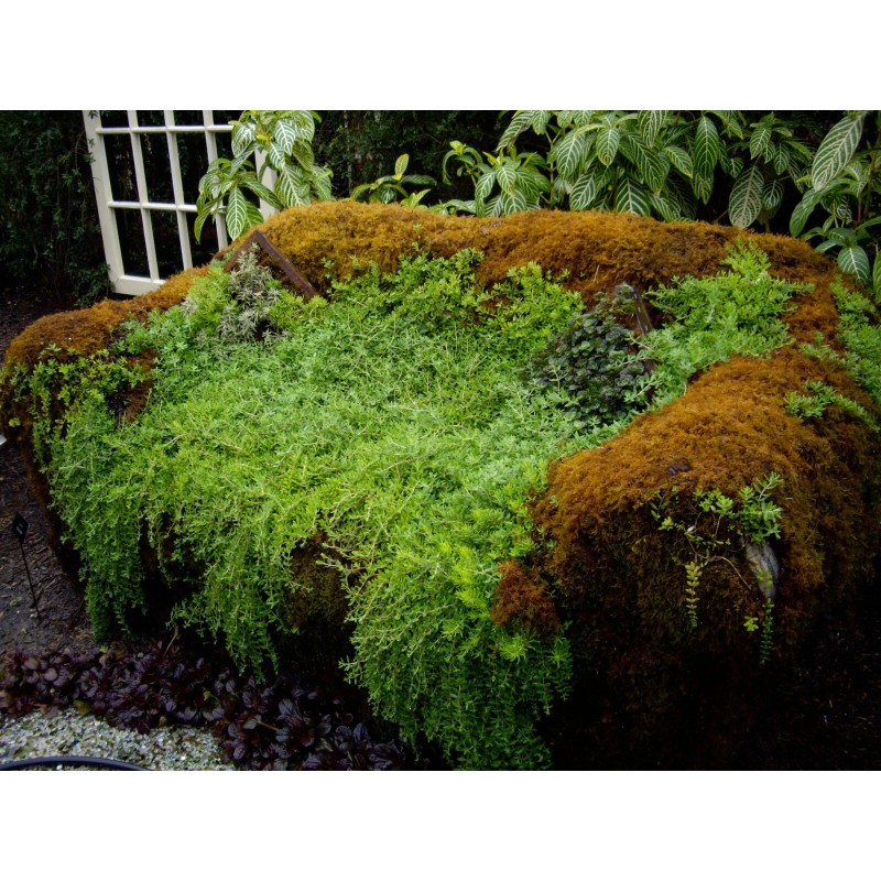 GARDENS OY VEY Fresh Sheet Moss. 3 to 5 lb.
