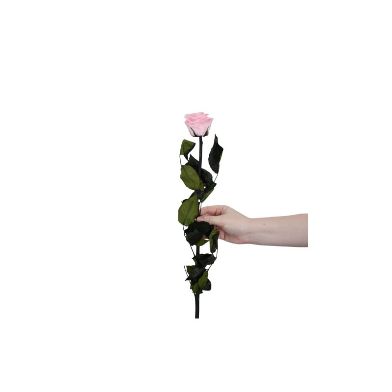 Juli Flowers Premium Infinity Rose in Pink