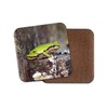 1 x Cute Green Frog Coaster - Toad Frogs Amphibian