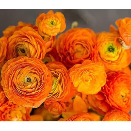 Orange French Peony Ranunculus - 12 Largest Size Corms, Premium Ranunculus Bulbs, Vibrant Orange Flowers, Ideal for Garden Beds, Perfect for Spring Planting 2025, Stunning Peony-Like Blooms
