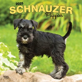 Schnauzer Puppies | 2025 12 x 24 Inch Monthly Square Wall Calendar | BrownTrout | Animals Dog Breeds Puppy