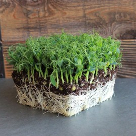 Tendril Pea Microgreens Seeds - 5 Lb Bulk ~7,200 Seeds - Non-GMO Peas Sprouting Seed for Vegetable Gardening, Cover Crop, Microgreen Pea Shoots