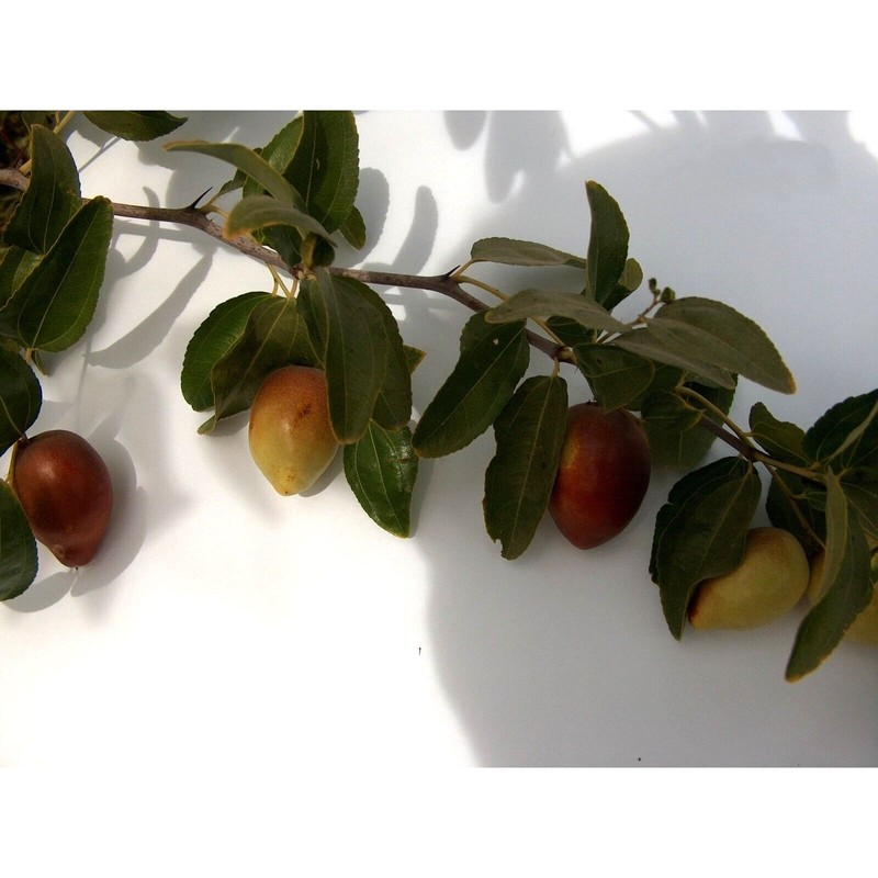 Jujube T602A (2) Tigertooth Jujube Tree 8" Thin Cutting Graft