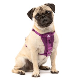 Kurgo TRU-Fit Dog Harness, Crash Tested Car Seat Belt, For Dogs from 2 to 5 kg, Small, Purple