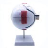 Sudemota 6x Enlarged Anatomical Model of the Human Eye, Anatomically