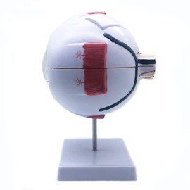 Sudemota 6x Enlarged Anatomical Model of the Human Eye, Anatomically Accurate Eye Model of Human Eye Anatomy for Science Teaching Studies