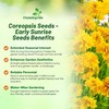 Outsidepride Yellow Early Sunrise Coreopsis Seeds - 250 Seeds Tall,