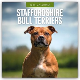 Staffordshire Bull Terriers 2025 Square Wall Calendar