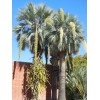 Buy Rare Seeds Brahea armata | Blue Hesper & Mexican-Blue