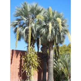 Buy Rare Seeds Brahea armata | Blue Hesper & Mexican-Blue Fan Palm | Gray Goddess | 5_Seeds