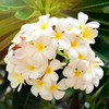 Hawaiian White Plumeria Plant Cuttings Pack of 4 Aprox. 10