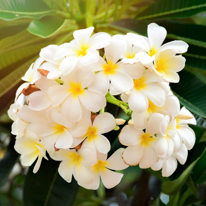 Hawaiian White Plumeria Plant Cuttings Pack of 4 Aprox. 10