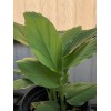 Turmeric Roots 10 Fresh Turmeric Roots Curcuma Longa Ready To