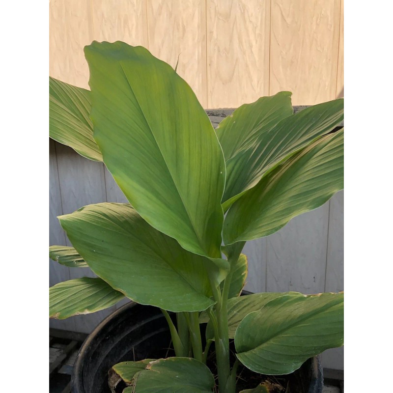 Turmeric Roots 10 Fresh Turmeric Roots Curcuma Longa Ready To