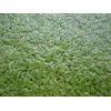 DUCKWEED Organic Koi food! 1/2 cup INDOOR GROWN/SNAIL FREE +
