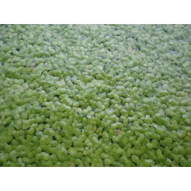 DUCKWEED Organic Koi food! 1/2 cup INDOOR GROWN/SNAIL FREE  + FREE GIFT!