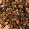 Baker Ross AC492 Larch Cones, Ideal for Kids, Arts and