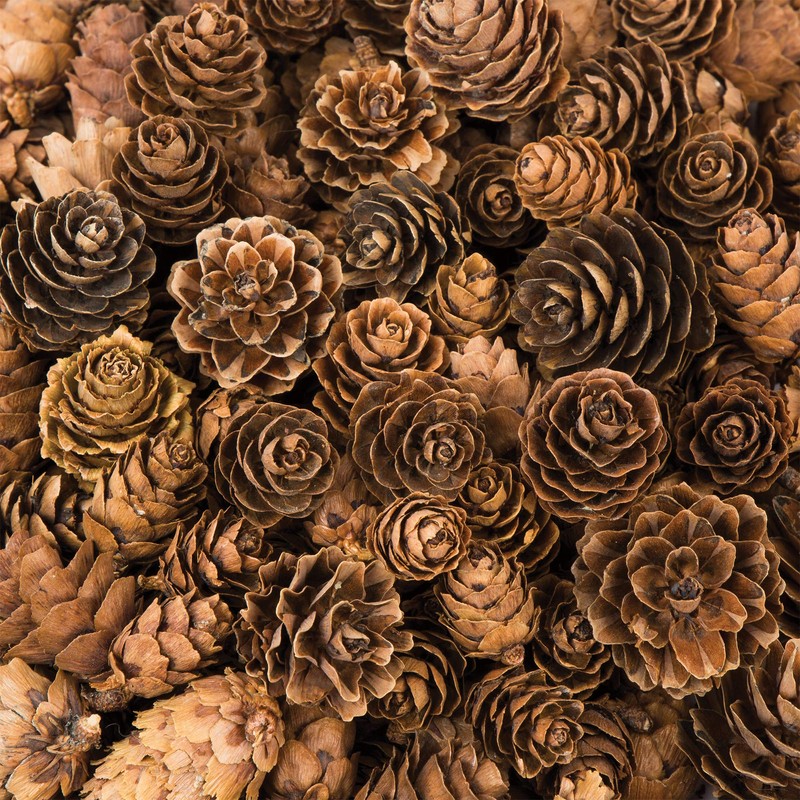 Baker Ross AC492 Larch Cones, Ideal for Kids, Arts and
