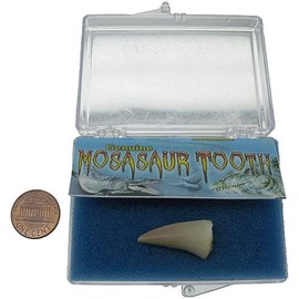Silver Streak Ind. Mosasaur Dino Tooth Fossil Science Kit