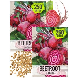 Seed Needs Beet Seeds for Planting Chioggia Beetroot - Non-GMO Heirloom & Untreated Vegetable Seed to Plant an Outdoor Home Grown Homestead Veggie Garden