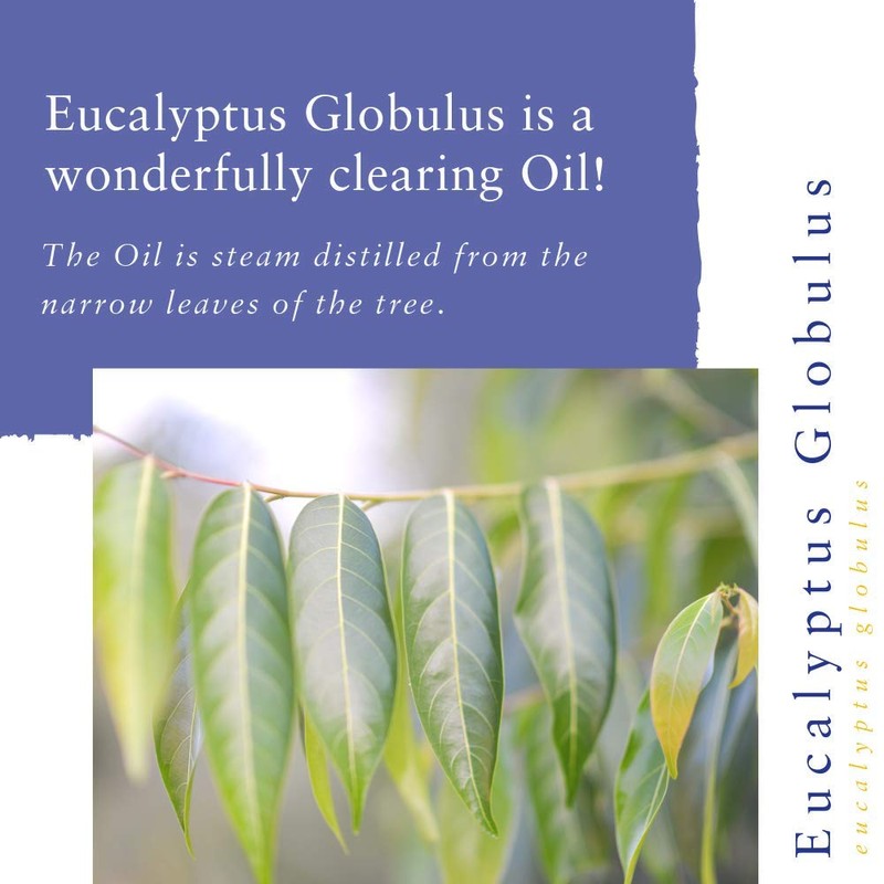 Absolute Aromas Essential Oil Pack - Set of 3 x