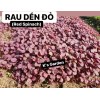 2000+PCS RED SPINACH/ RED AMARANTH SEEDS/ RAU DỀN ĐỎ |