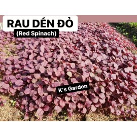 2000+PCS RED SPINACH/ RED AMARANTH SEEDS/ RAU DỀN ĐỎ | 90% GERMINATION |