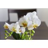 Photocatalyst Tabletop Notebook Phalaenopsis Orchid Full (Roundabout) White